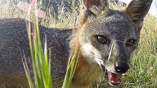 Fox Cam 2019, Santa Rosa Island, Channel Islands National Park