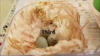 Canaries, laying eggs, hatching and adulthood in 3 minutes