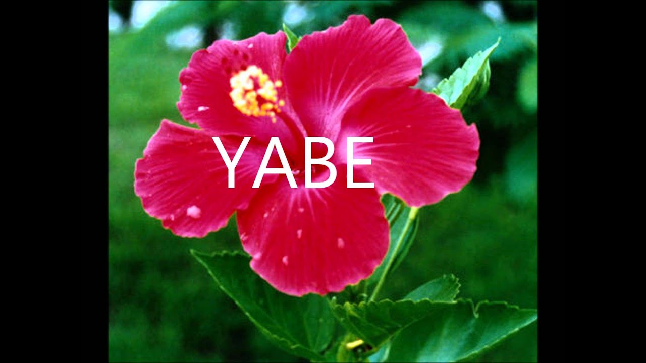 SENETY  2013  = YABE =