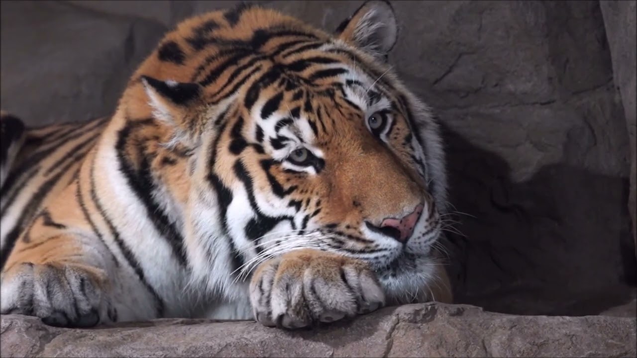 トートの寝姿が死ぬほど可愛い（円山動物園　アムールトラのトート）
