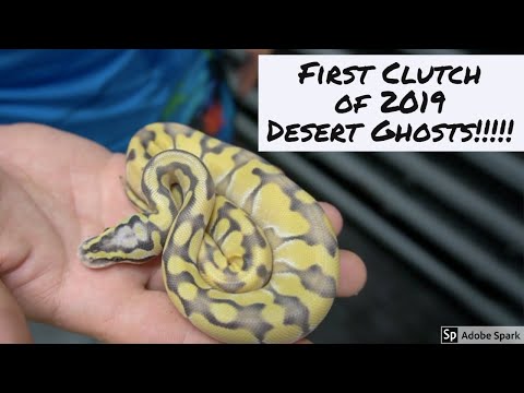 Desert Ghost Combos!!! First clutch of 2019!!!