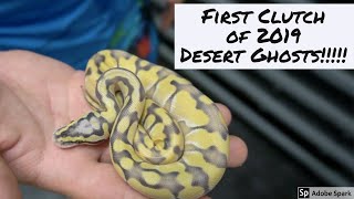 Celebrity Desert Ghost Combos!!! First clutch of 2019!!! Wealth