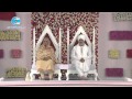 First day Video Report of 68th Annual Nirankari Sant Samagam