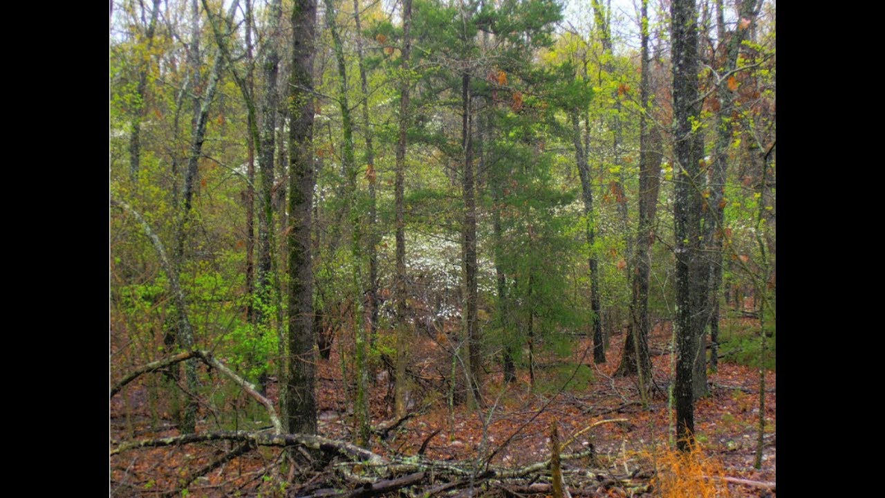 SOLD! .41 Acres for sale in the Ozarks. 50 Down and 50/Month for 96