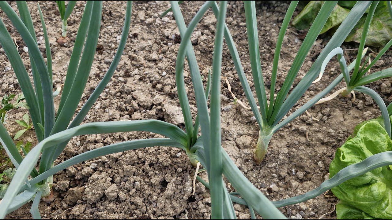 Sada odradite dvostruku prihranu crvenog luka za ogromne glavice