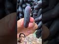 लंबे काले अंगूर ki kheti #agrifuture #agriculture #youtubeshorts #trending