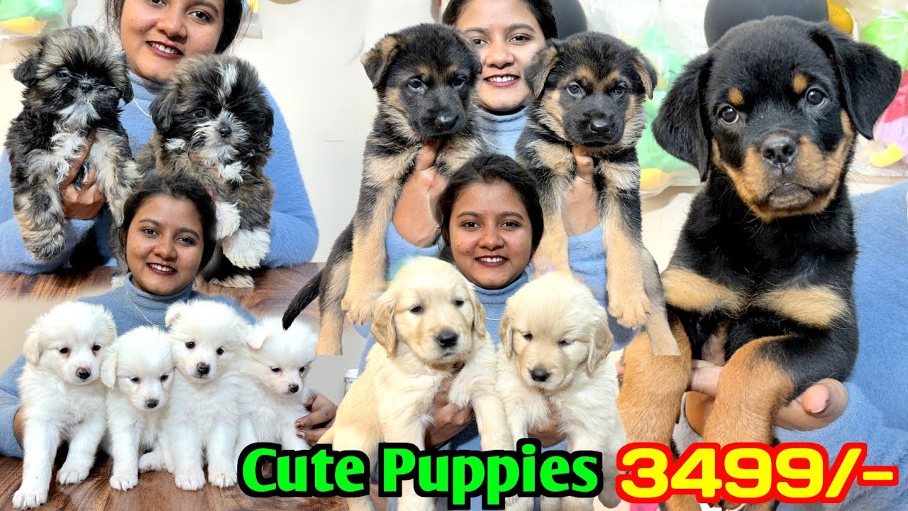 Pet Shop in Konnagar. Dog Market in Kolkata Price. Kolkata Dog Market.