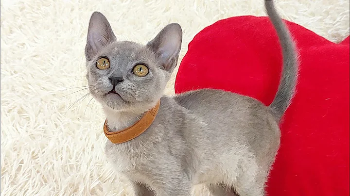 Video 5854031: blue burmese kitten, cute burmese kitten