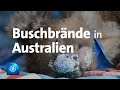 Buschbrände in Australien: Bereits Millionen Hektar Land sind verbrannt