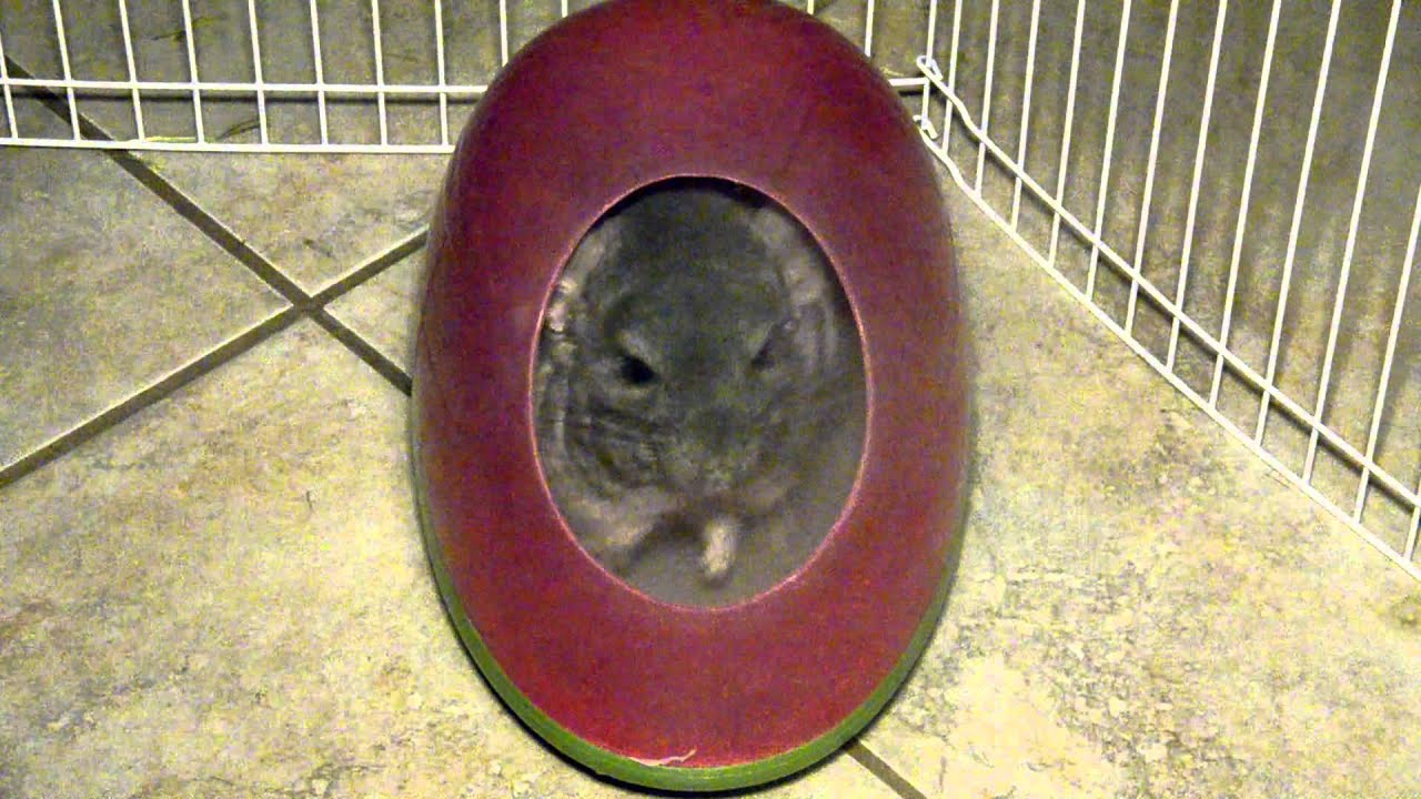 Chinchilla Dustbath by Ware Mfg., Inc.