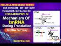 Molecular Biology Lecture 83 | Translation Part-13 | Mechanism Of tmRNA Pathway During Translation