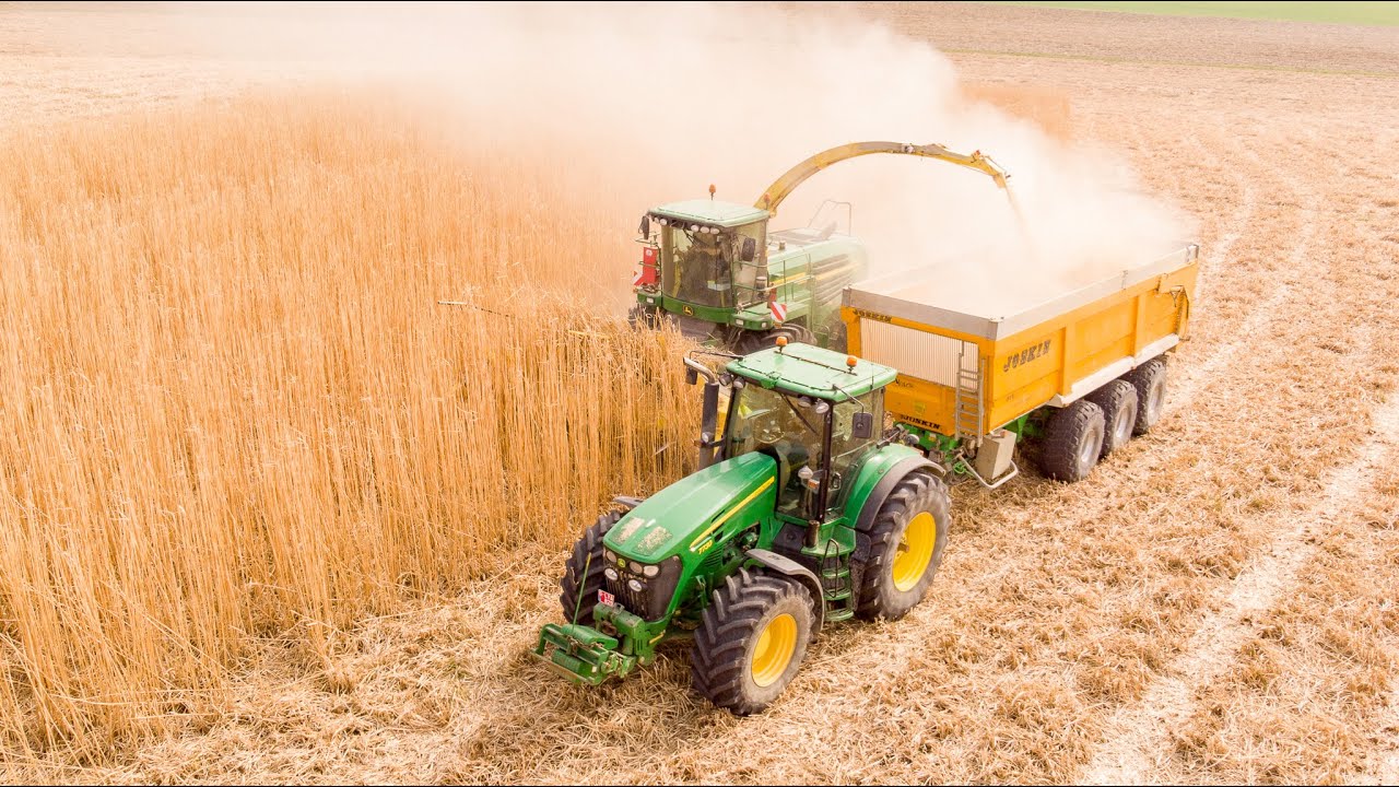 Compagnie de Sangliers à l'Ensilage De Miscanthus | John Deere 7450 ProDrive, 7710 & 7730