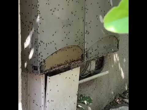 Automatisations Services - Invasion de fourmis dans armoire de commande de portail électrique