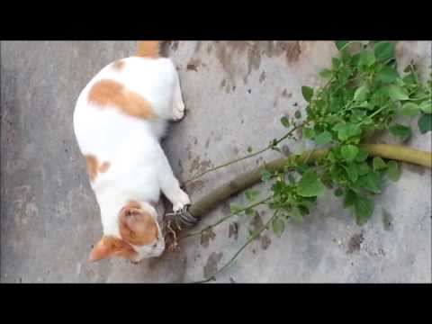 Kucing Makan Pokok Biar Betul - YouTube