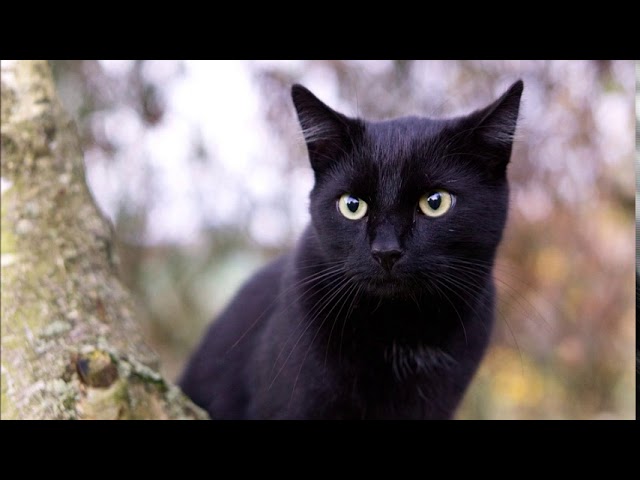 Ruyada Kara Kedi Gormek Youtube