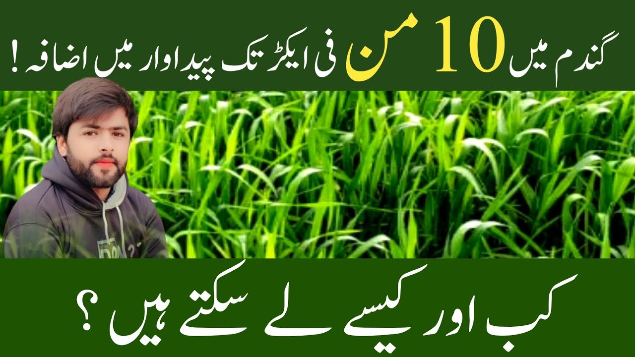 how-to-increase-wheat-production-upto-10-mond-per-acre-wheat