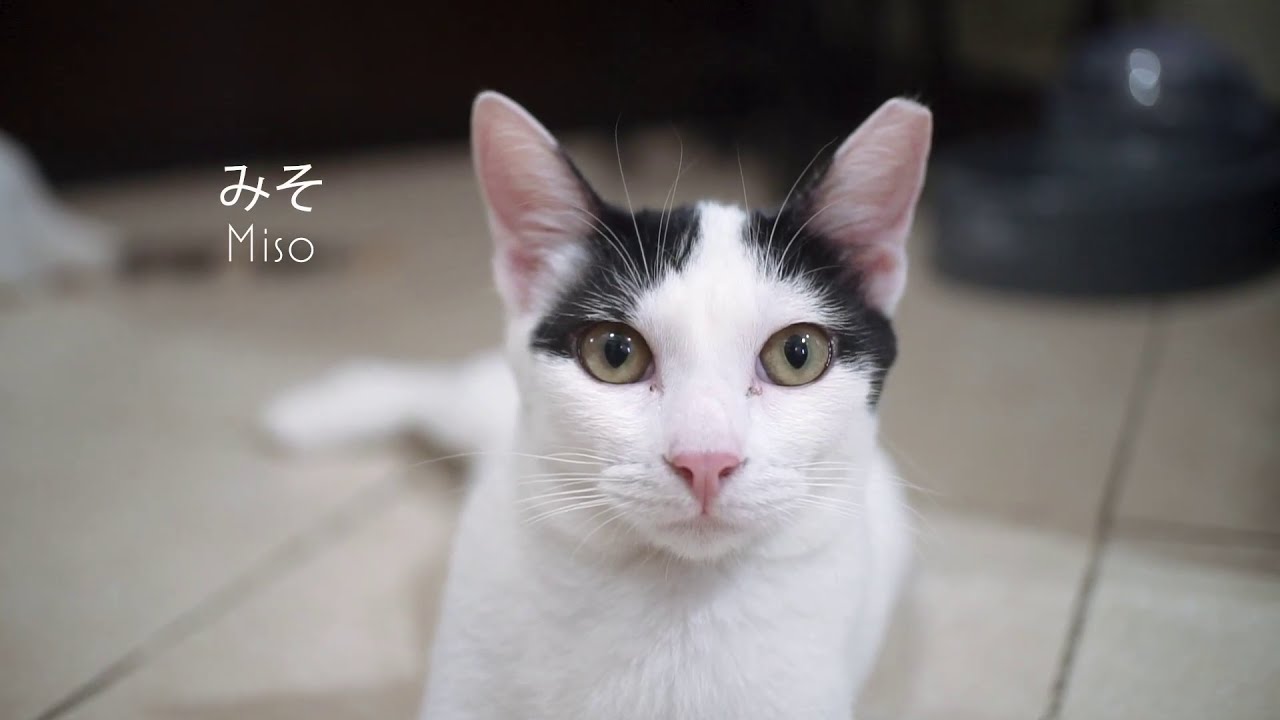 Meet our rescue cats Maki and Miso! | Tara, G! Vlogs EP. 1