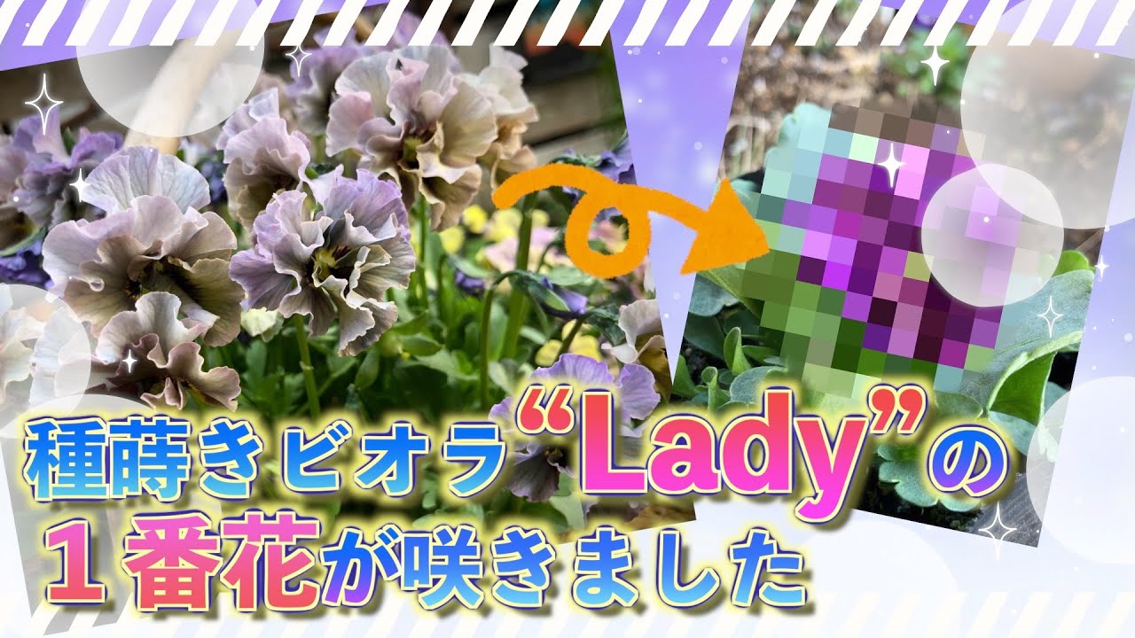 2代目【ビオラ“Lady”】の1番花が咲きました?自家採種した【ビオラ 