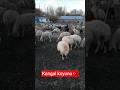Kangal koyunu 🇹🇷 #akkaraman #kangalkoyunu #kangalköpeği #avşar #sarız #doğa