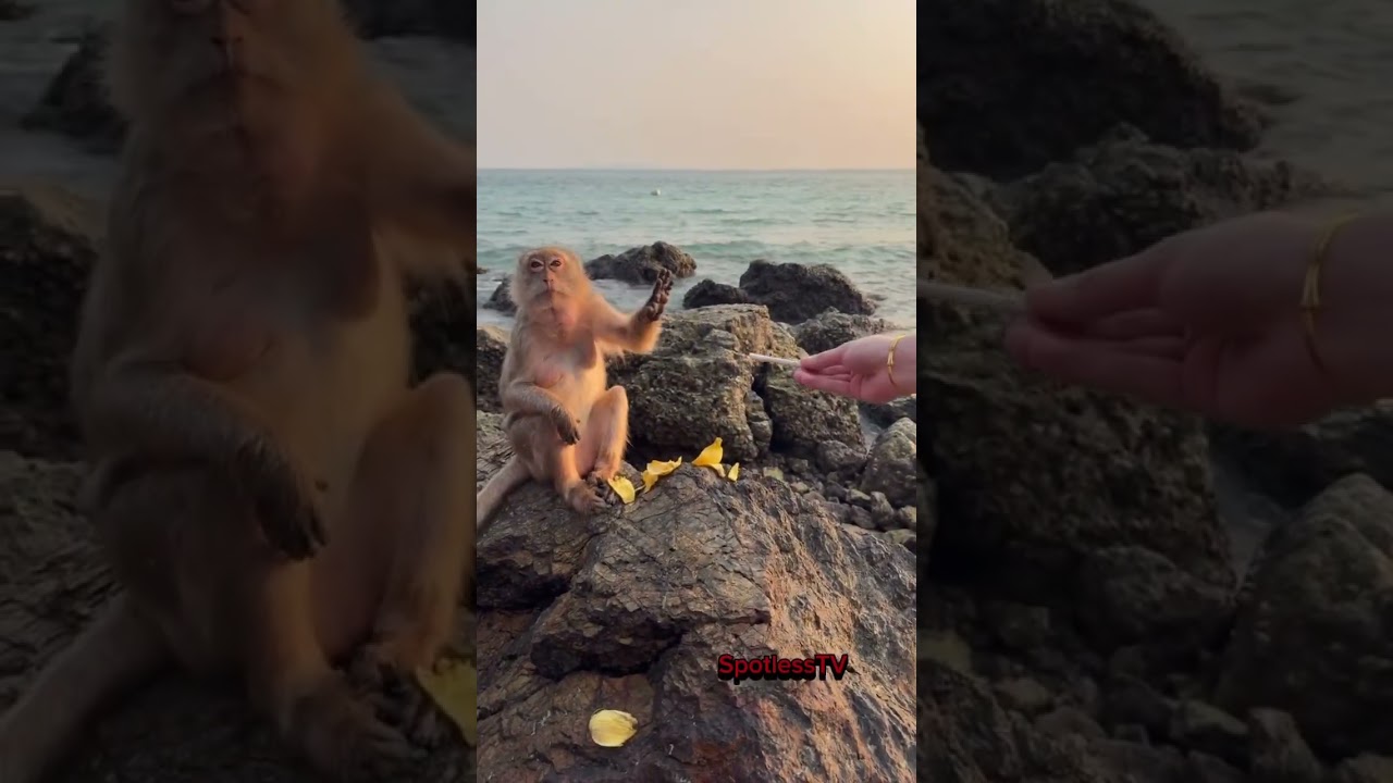 “A Banana? No Thanks. I Vape Now.” 