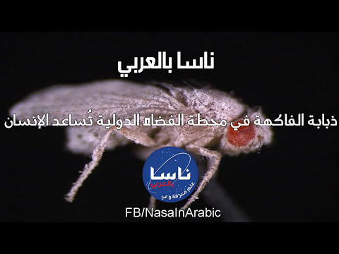 ذباب الفاكهة في محطة الفضاء الدولية