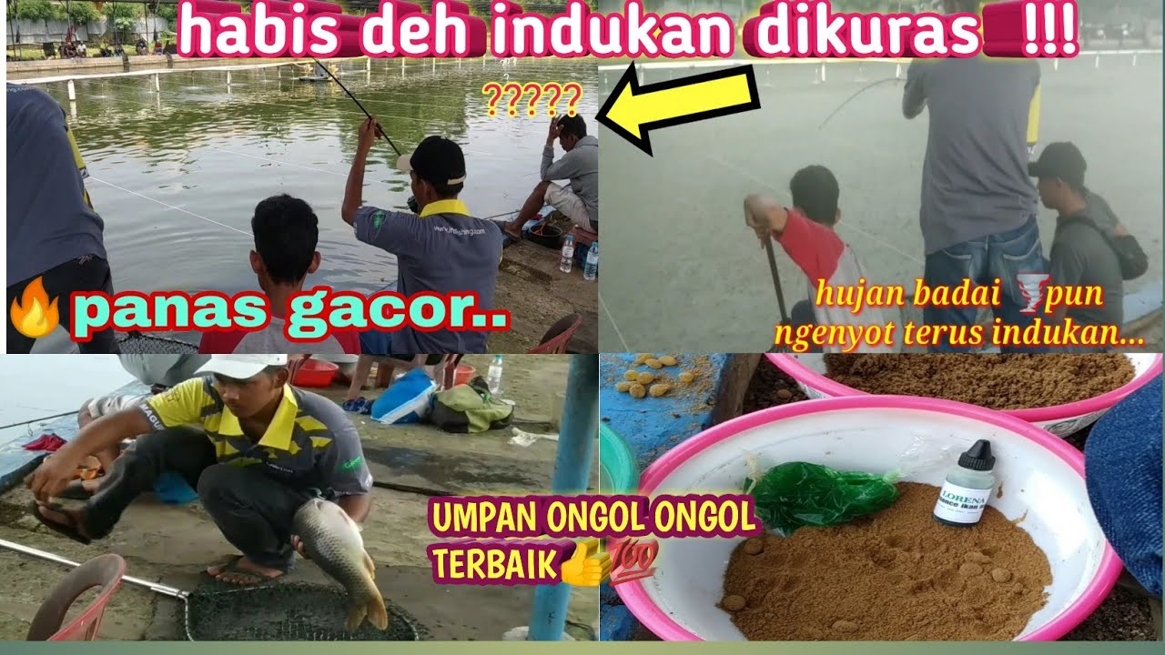 UMPAN INI BENER BENER AMPUH BUAT TARGET INDUKAN BABON || ONGOL ONGOL LORENA  || PANAS DAN HUJAN GACOR - YouTube