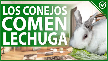 ¿Pueden los conejitos comer lechuga?