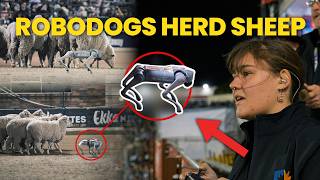 UniSC Showcase Robodogs Herding Sheep | Brisbane Ekka 2026