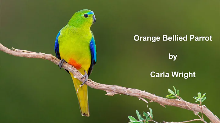 Orange Bellied Parrot - Carla Wright