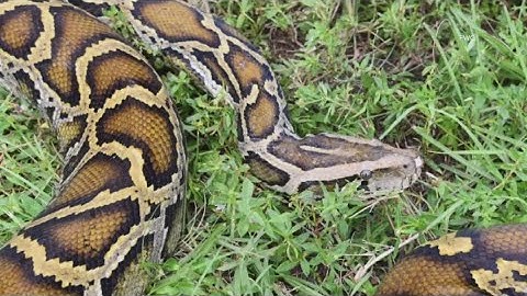 The 2024 Florida Python Challenge is over. Here