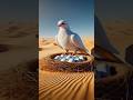रेत के विशाल समंदर में कबूतर ने बहुत सारे अंडे दिए 😭#ai #pigeon #egg