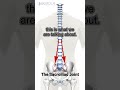 Our Body’s Core #sacroiliacjoint #sijoint #backpain #sacroiliitis  #physicaltherapy