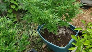 Outdoor grow Ontario week 4 of blooming