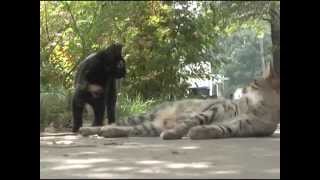 Feral Cats