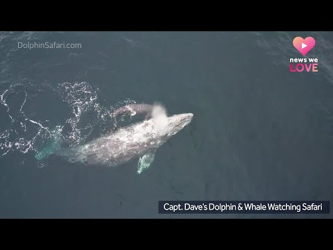 Gray whale calf thrills after being born in front of whale-watching group