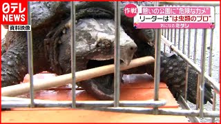 【危険】公園でワニガメ目撃  捕獲なるか？