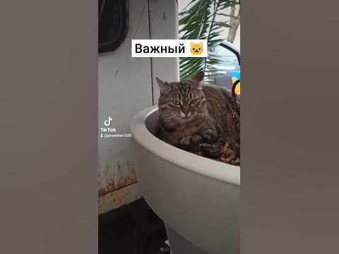чупи чупи чапа чапа 🐱 | часть 5 #чипичипи - YouTube