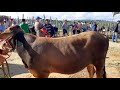 FEIRA DO GADO NA CIDADE DE SÃO BENEDITO CEARÁ, PARTE 2 DIA 14/08/2021,@Edilson Rodrigues