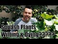 Squash Plant Pest and Diseases // Squash Bug and Fungus Wilt