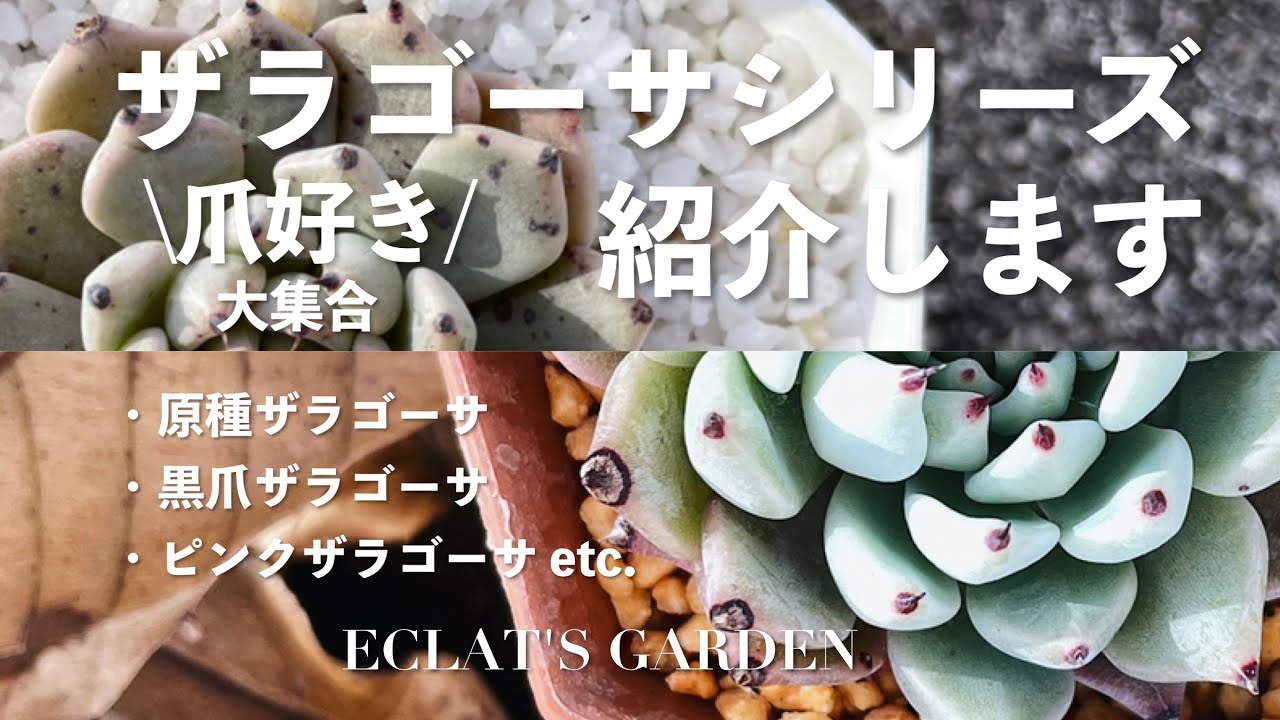 NO.34] [Succulents] Introducing the Zaragoza series, which 