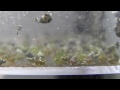 ■ ダンゴウオ王国 ■ 生後1ヶ月目 その2