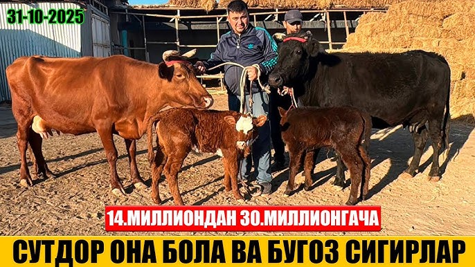 Zhzhm yalab Trannies bir-birlarini silkitib, juni yutib yuborishadi