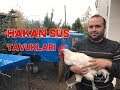 Hakan Süs Tavukları