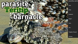 DISTURBING SEA PARASITES / barnacles / barnacles