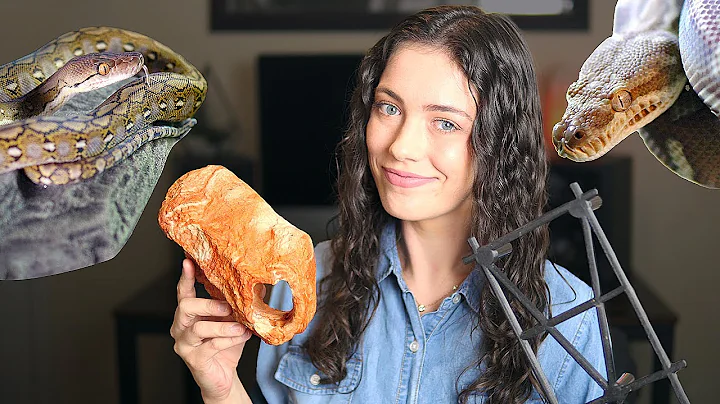 5 MUST HAVE Accessories for Semi-Arboreal Snake Enclosures