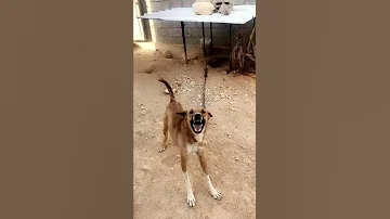 كلب شرس جدا جدا 