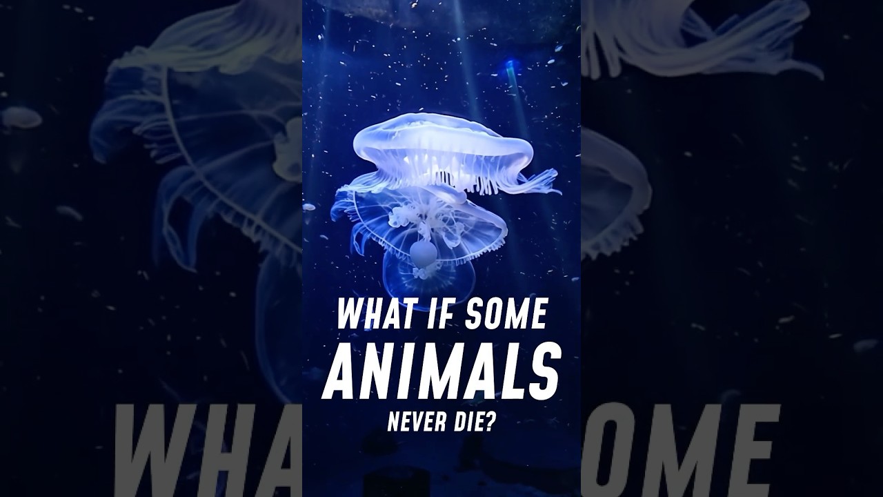 Immortal Animals That Defy Death 🪼🪸 🪱 🦞