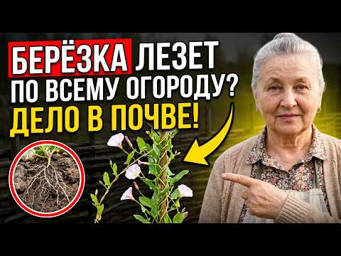Если берёзка лезет по всему огороду — проблема не в сорняке