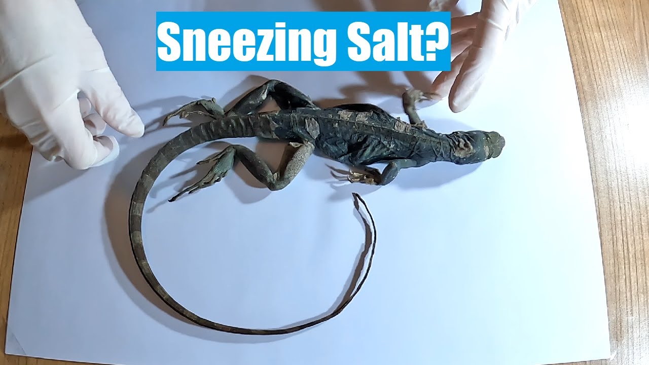 Iguana Dissection; Skin, Muscles & Skeleton Revealed