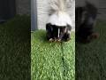 The stunning sound of slow motion🔊skunk#shortvideo #animallife #animals #cute #skunks #northamerica